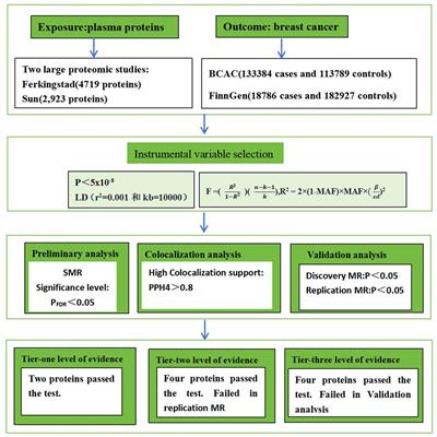 Identifying new biomarkers and potential therapeutic targets for breast cancer through the integration of human plasma proteomics: a Mendelian randomization study and colocalization analysis